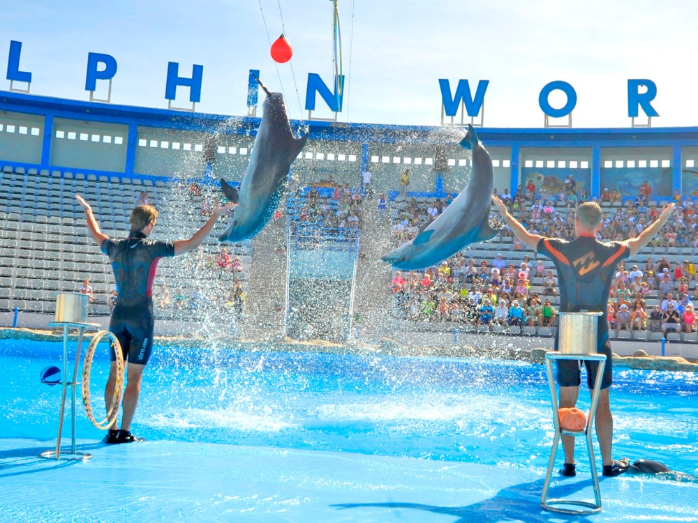 Dolphins Show — photo 2