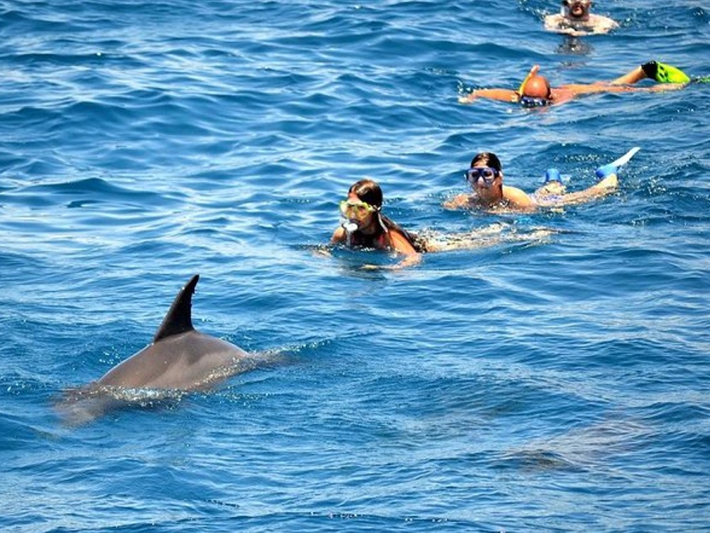 Dolphins Tour — photo 5