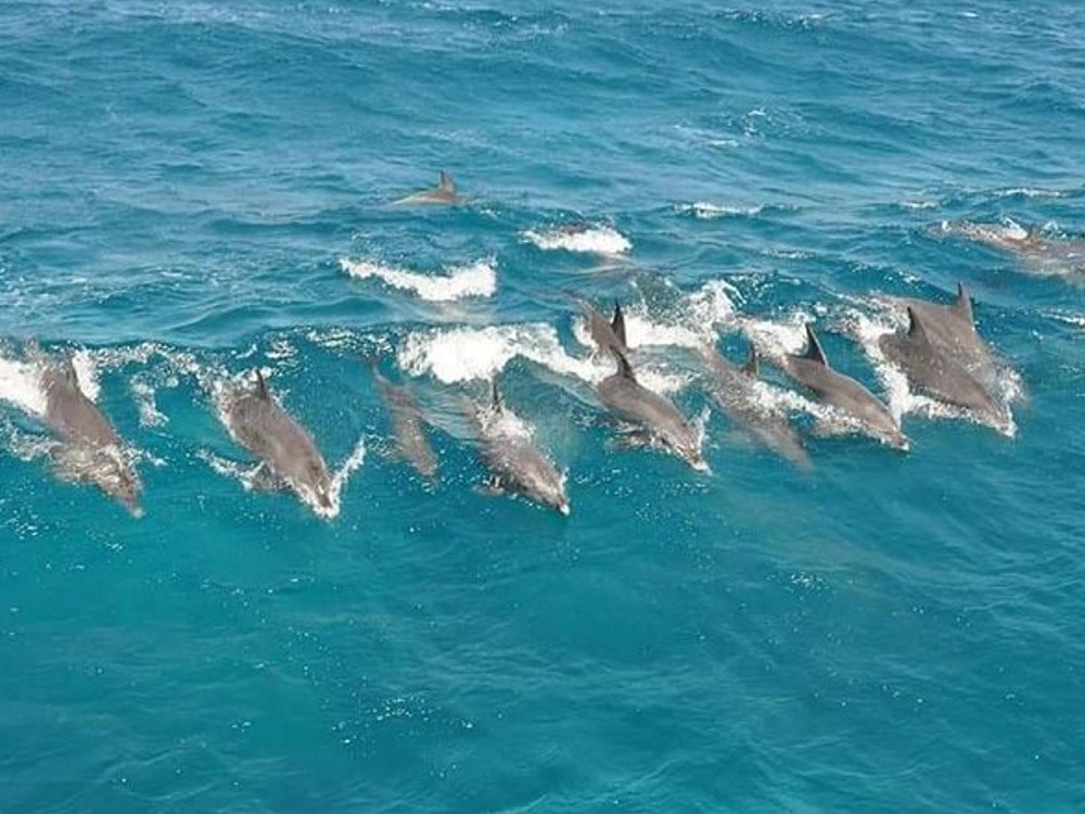Dolphins Tour — photo 6