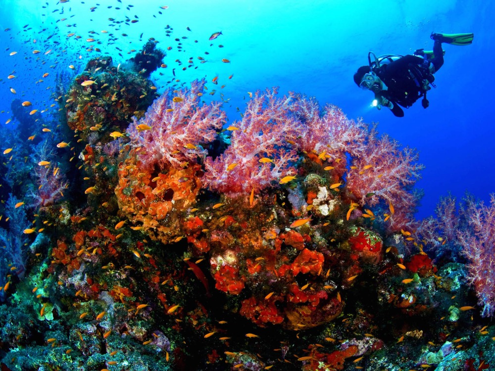 Diving — photo 1
