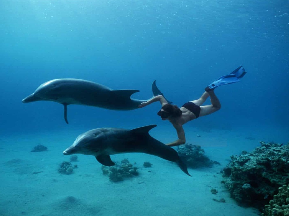 Dolphins Tour — photo 1