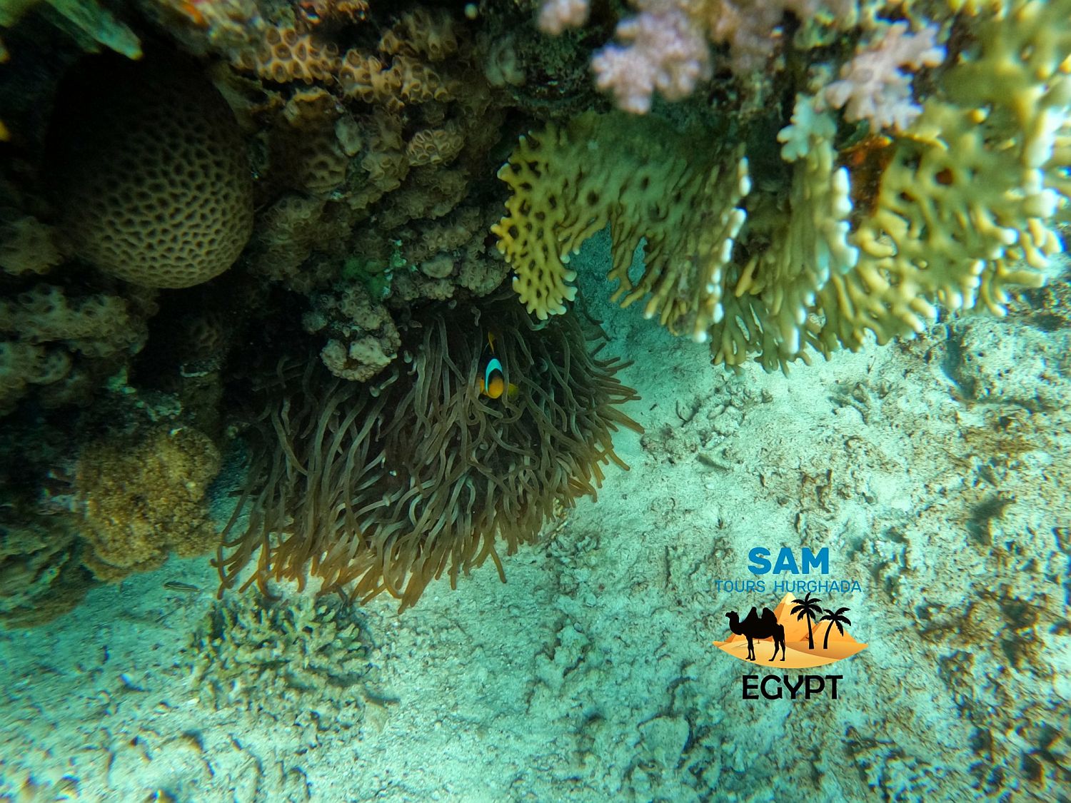 Paradise Island — photo 3