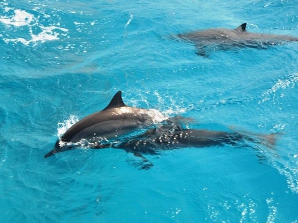 Dolphins Tour — photo 2